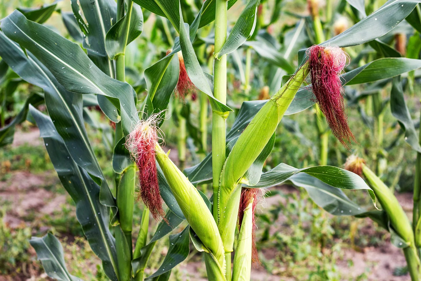Maize